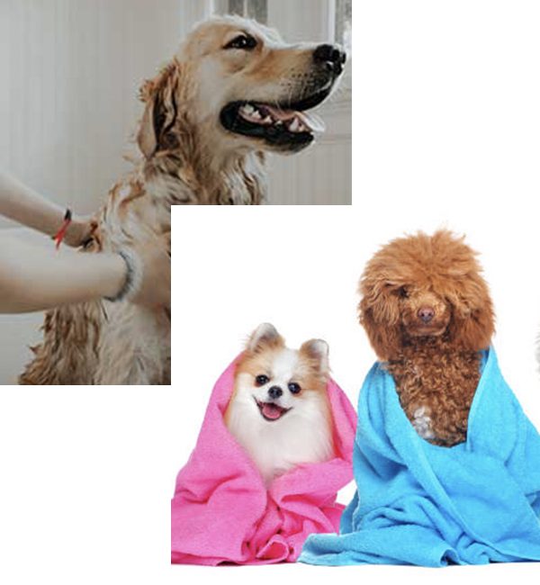 Dog Deoderizer