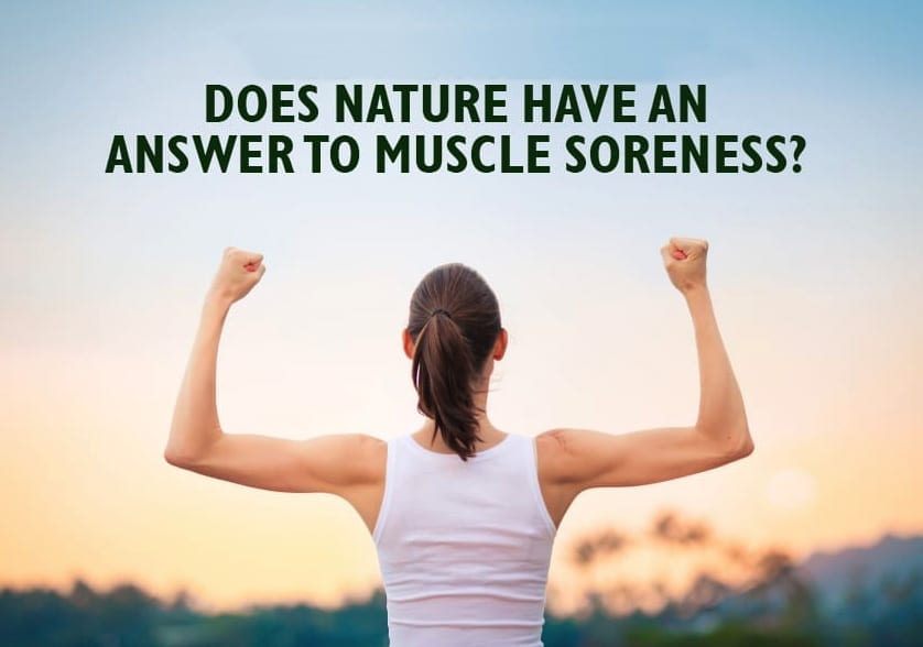 Does Nature have an answer to muscle soreness?