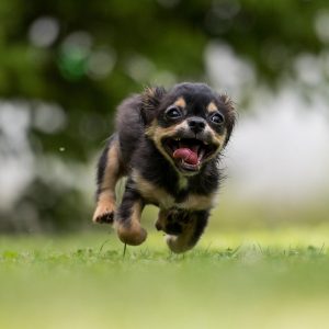 Can dogs benefit from CBD image 2