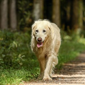 Can dogs benefit from CBD Image 3